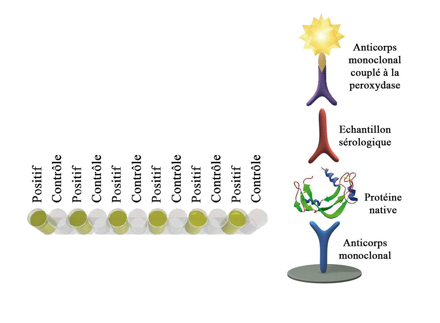 BIO K 424 - Monoscreen AbELISA Neospora caninum/ (SRS2) indirect, bicupule